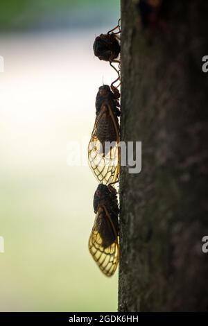 Cicada - Brut XCicada - Brut X - Magicicada Cassinii Stockfoto