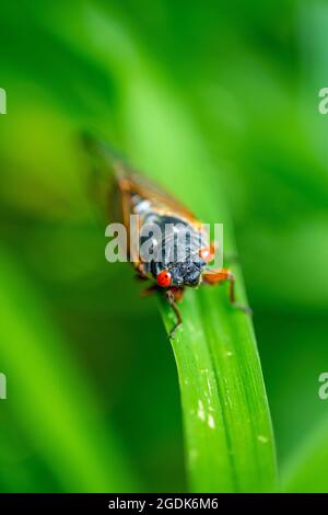 Cicada - Brut XCicada - Brut X - Magicicada Cassinii Stockfoto