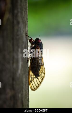 Cicada - Brut XCicada - Brut X - Magicicada Cassinii Stockfoto