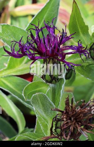 Seitenansicht der lila Kornblumen, die im Garten wachsen Stockfoto