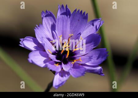 Draufsicht auf eine lila und gelbe Kornblume, die blüht Stockfoto
