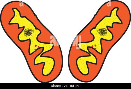 Membrangebundene Zellorganellen (Mitochondrien, Singular), die den größten Teil der chemischen Energie erzeugen, die für die biochemischen Reaktionen der Zelle erforderlich ist Stock Vektor
