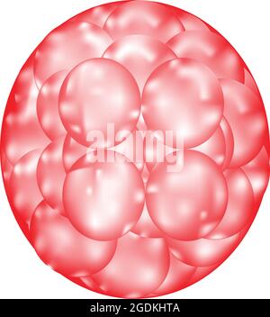 Morula-Struktur, feste Masse von Blastomeren, die aus einer Reihe von Spaltungen einer Zygote oder befruchteten Eizelle resultieren Stock Vektor