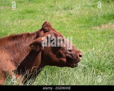Portraitfoto einer braunen Kuh, die im grünen Gras liegt, mit Fliegen auf ihrer Schnauze Stockfoto