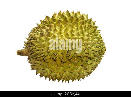 Durian, der beliebteste Fruchtkönig in Thailand, ist sehr beliebt. Es riecht schlecht, aber es schmeckt süß. Beschneidungspfad. Stockfoto