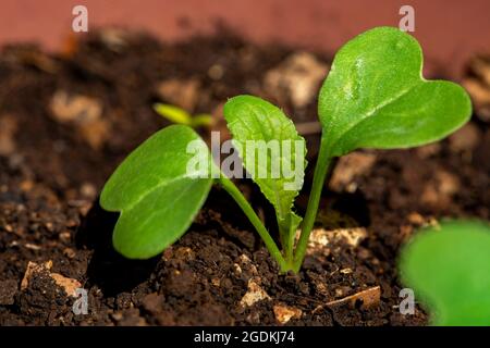 Nahaufnahme von jungen organischen Rettichpflanzen Raphanus raphanistrum subsp. Sativus Stockfoto