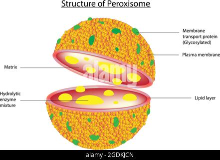 Biologische Illustration von Peroxisom, Peroxysom. Peroxisome sind kugelförmige Organellen, Membranproteine, die für verschiedene Funktionen kritisch sind Stock Vektor