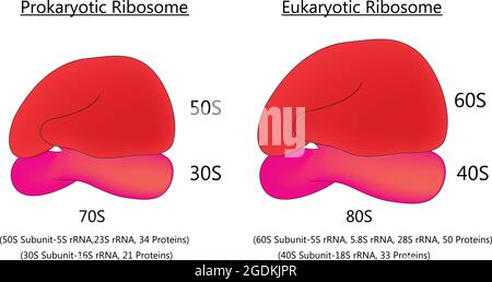 Biologische Anatomie des Ribosoms der 70er und 80er Jahre, ribosomale Struktur mit kleinen und großen ribosomalen Untereinheiten, prokaryotischen und eukaryotischen Ribosomen Stock Vektor