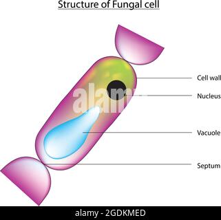 Struktur von Pilzzellen, Zellen enthalten membrangebundene Organellen und klar definierte Kerne, produzieren eine breite Palette von verschiedenen Arten von Hyphen Stock Vektor