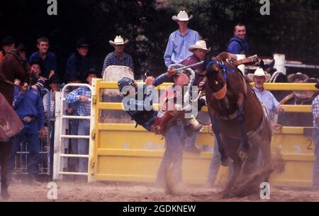 BEI EINEM RODEO IN NEW SOUTH WALES, AUSTRALIEN, WIRD EIN REITER VON EINEM PFERD GEWORFEN. Stockfoto