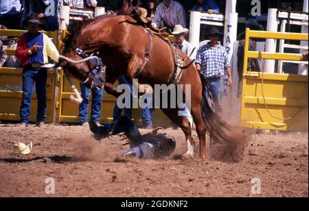 EIN RODEO-REITER TRIFFT DEN BODEN, NACHDEM ER BEI EINEM RODEO IN NEW SOUTH WALES, AUSTRALIEN, VON EINEM PFERD GEWORFEN WURDE. Stockfoto