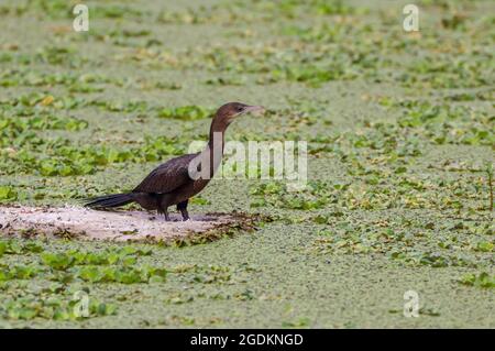 Kleiner Kormoran. Kleiner Kormoran ist ein Mitglied der Kormoran-Familie der Seevögel. Stockfoto