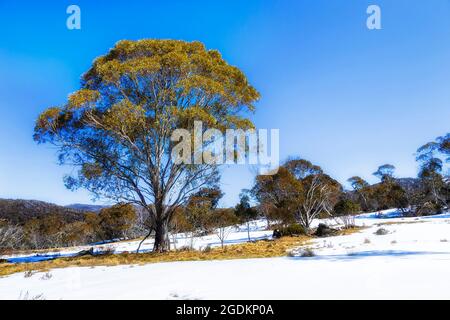 Schneefelder in den Snowy Mountains von Australien - Kosciuszko Nationalpark in der Wintersaison des Skifahrens und Langlaufski. Stockfoto