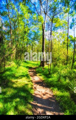 Üppige grüne Vegetation im Lane Cove Nationalpark entlang des Lane Cove Flusses an einem hellen sonnigen Tag - Wanderweg. Stockfoto