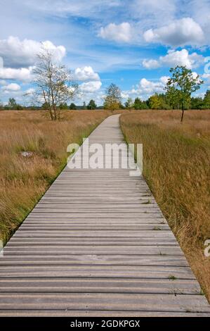 Holzweg im Nationalpark De Hoge Veluwe, Niederlande Stockfoto