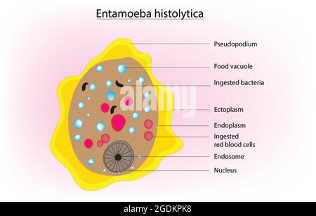 Biologische Anatomie von Entamoeba histolytica, anaerobe parasitäre Amöbe, detailliertes Diagramm und Anatomie von Entamoeba histolytica, Königreich Protista Stock Vektor