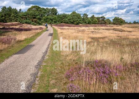 Radweg im Nationalpark De Hoge Veluwe, Niederlande Stockfoto