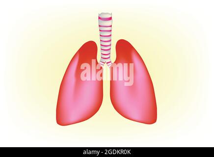 Anatomie der menschlichen Lunge, Struktur der menschlichen Lunge, Biologische Darstellung der menschlichen Lunge Stock Vektor