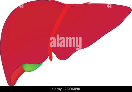 Biologische Anatomie der menschlichen Leber, Biologische Darstellung einer Außenansicht der menschlichen Leber Stock Vektor