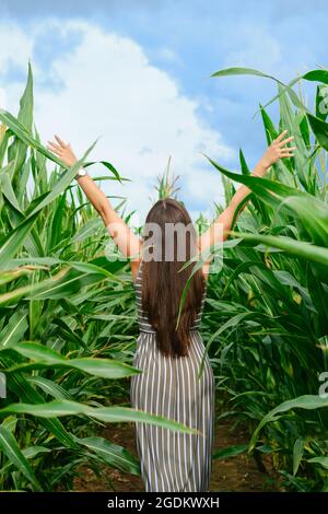 Rückansicht einer Frau im Sundress, die durch das Maisfeld läuft Stockfoto