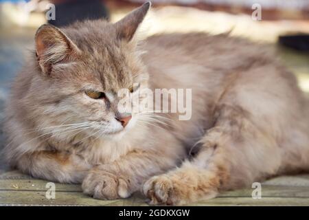 Ausgezüchtete flauschige Katze dötzt. Porträt einer grauen Katze. Stockfoto