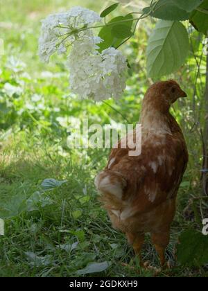 Einzelne freie braune Henne grast auf grünem Gras im Sommer sonnigen Tag. Ein kleines Junghuhn läuft frei zwischen den Gräsern. Stockfoto