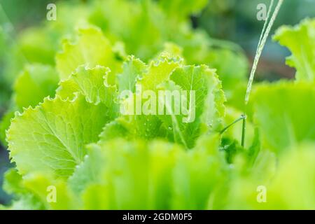 Grüner, blättriger Salat wächst in der Nähe des Gartens Stockfoto