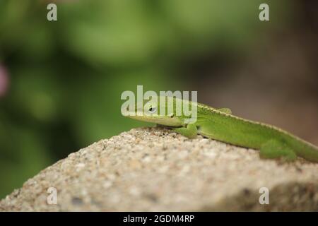 Grüne Anole Eidechse Anolis carolinensis im Garten mit flachem Freiheitsgrad Stockfoto