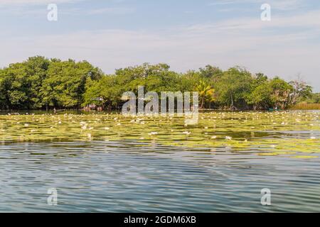 Mit Seerosen bedeckter Rio Dulce-Fluss, Guatemala Stockfoto