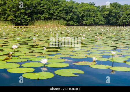 Mit Seerosen bedeckter Rio Dulce-Fluss, Guatemala Stockfoto