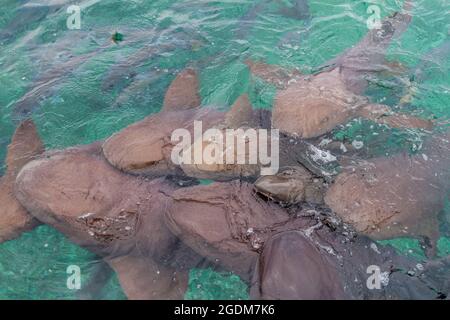 Gruppe von Ammenhaien Ginglymostoma cirratum in der Shark Ray Alley, Belize Stockfoto