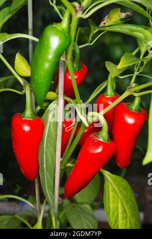 Hausgemachte rote Paprika Stockfoto