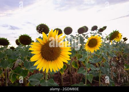 Leuchtend gelbe Sonnenblumen auf einem Feld Stockfoto