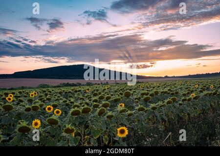 Sonnenstrahlen über Sonnenblumenfeldern, während die Sonne hinter einem Hügel untergeht Stockfoto