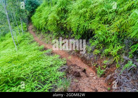 Wanderweg im Cockscomb Basin Wildlife Sanctuary, Belize. Stockfoto