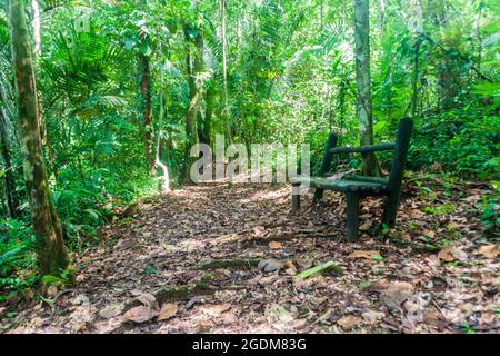 Wanderweg mit Bank im Cockscomb Basin Wildlife Sanctuary, Belize. Stockfoto