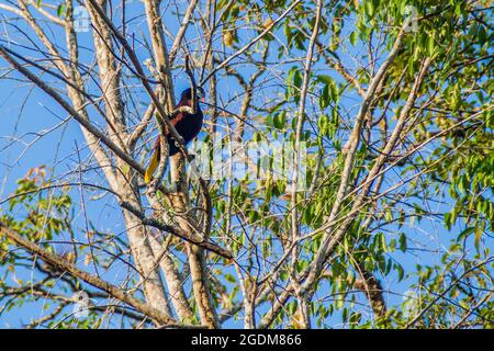 Montezuma oropendola (Psarocolius montezuma) auf einem Baum, Nationalpark Tikal, Guatemala Stockfoto