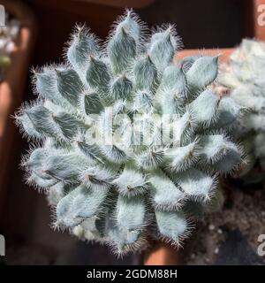 Sukulente Pflanze Echeveria setosa Rose Purpus (mexikanischer Feuerwerkskörper) im Topf. Quadratischer Rahmen Stockfoto