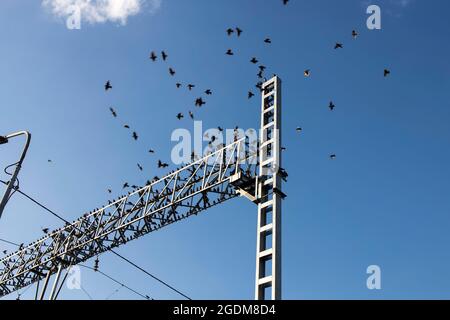 Eine Gruppe von Staren sitzt auf Drähten und Stahlbetonkonstruktionen in der Nähe des Bahnhofs Stockfoto