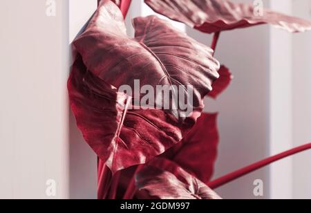 Rote Blätter, Pflanzenschmuck in modernem weißen Interieur Stockfoto