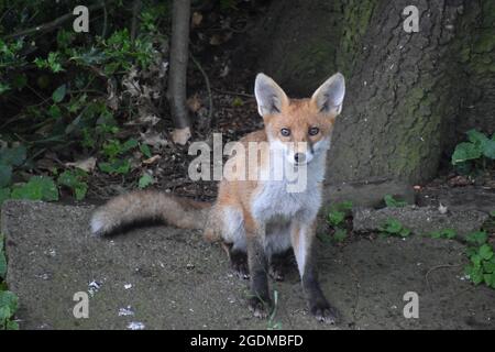 Rotfuchs Stockfoto