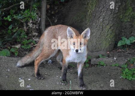 Rotfuchs Stockfoto