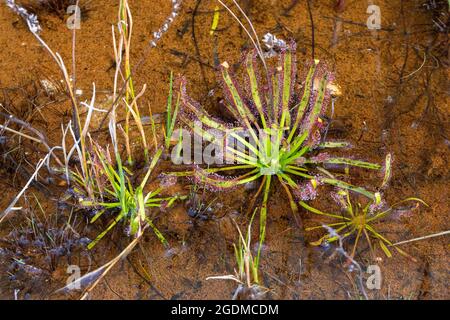 Zwei Pflanzen von Drosera capensis in natürlichem Lebensraum nahe Ceres am Westkap von Südafrika Stockfoto