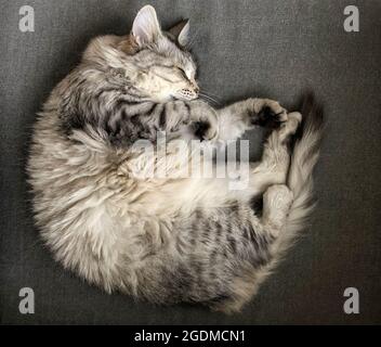 Entzückende langhaarige Katze der sibirischen Rasse schläft drinnen auf einem Sofa Stockfoto