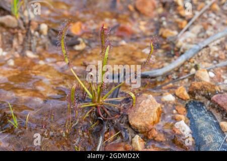 Porträt der fleischfressenden Pflanze Drosera capensis in natürlichem Lebensraum nahe Ceres am Westkap von Südafrika Stockfoto