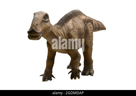 Hadrosaurus isoliert auf weißem Hintergrund. Stockfoto