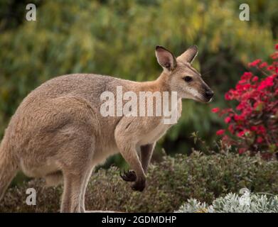 Wilder, rothalsiger Wallaby (Macropus rufogriseus), der vor einem Blumenbeet im Garten von Queensland, Australien, steht. Stockfoto