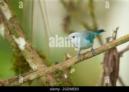 Blau-graue Tanager (Thraupis Episcopus) Stockfoto