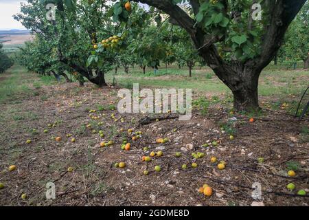 Gefallen Aprikosen auf dem Boden in einem Obstgarten durch Frost zerstört Stockfoto