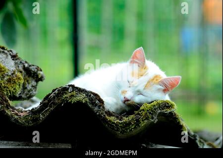 Schöne weiße und orangefarbene Katze, die auf einem Wellblechdach mit grünem Moos schläft. Stockfoto